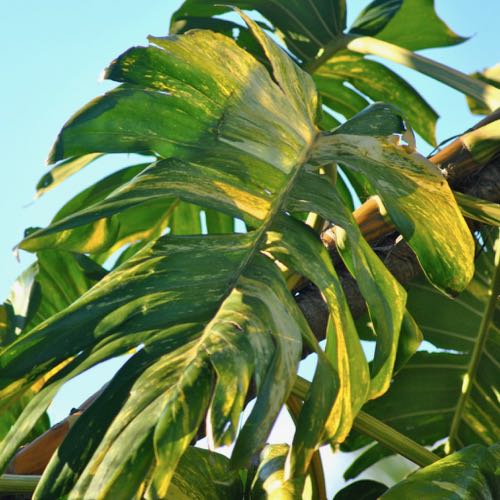 Golden Pothos